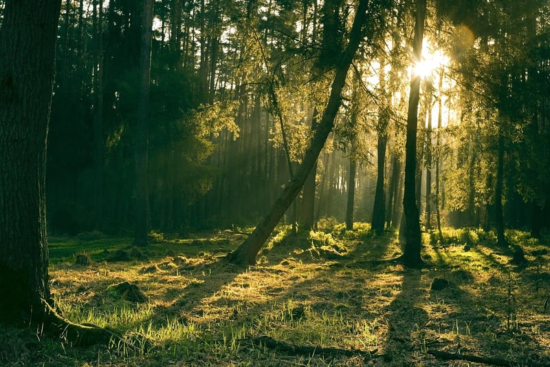 Mystical Landscape